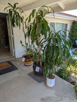 House Plants with pots. Moving Sale July 3rd and 4th. Everything must Go.
