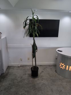 Tall Dracaena Indoor Plant in Black Pot