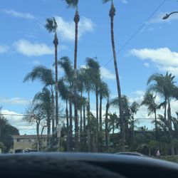 Palms And Trees Trimming 