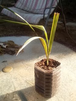 Small Sago Palm 🌴 Starter Plant • Slow Grower • Easy Care
Palma de Sagú Pequeña 🌴 Planta Inicial