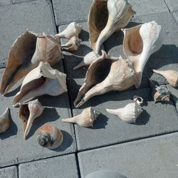 Sea Shells