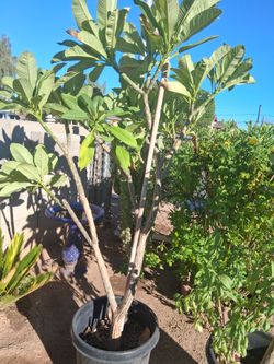 Plumeria tree