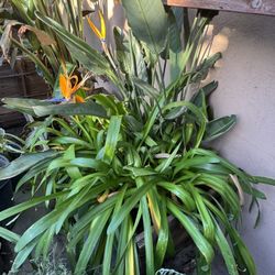 Agapanthus + Bird of Paradise Combo (Blooming) in Solid Wood Planter