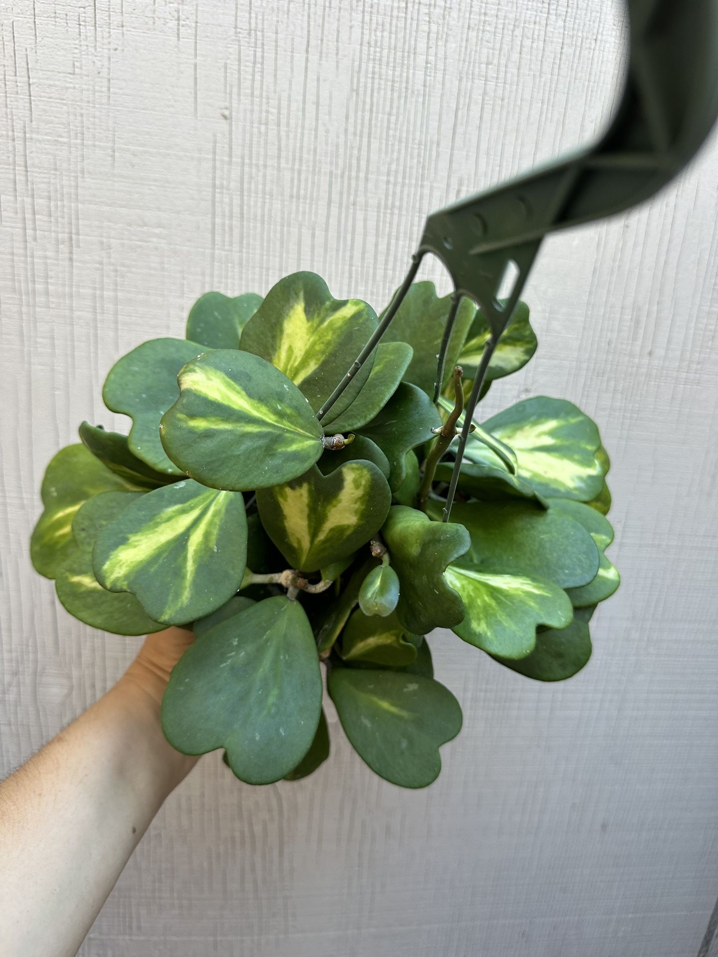 6” hoya kerrii reverse Home & Garden