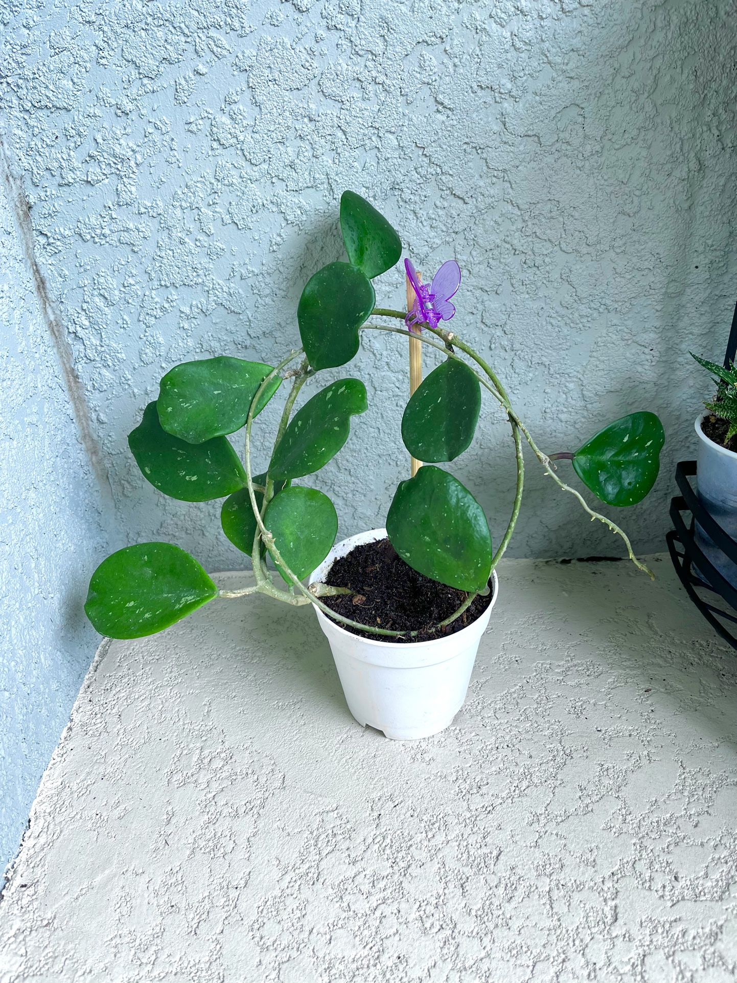 Hoya Obovata Plant
