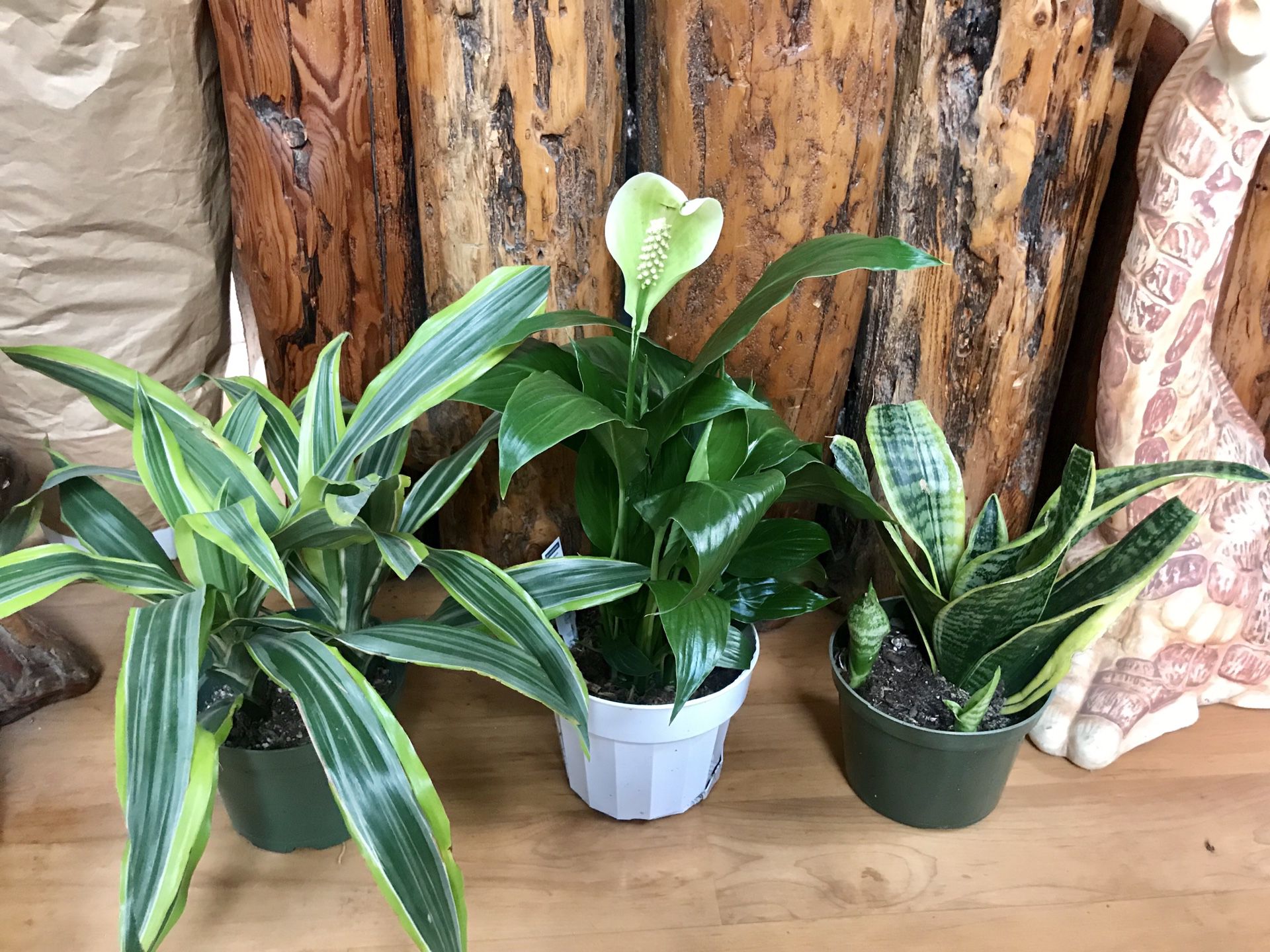 Plants (6” pot, 3 plants for $10) fortune, peace lily and snake plants