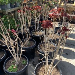 Copper Tree
