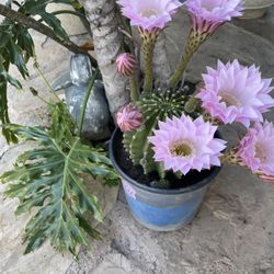 Cactus Rosado 