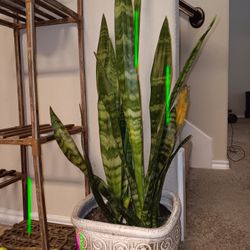 Natural Plant And Clay Pot