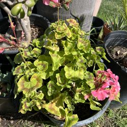 Geranium Plant 