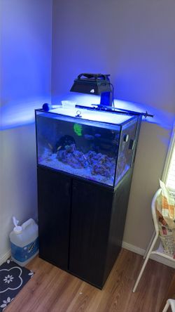 Aquarium saltwater