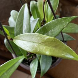 Hoya Plant