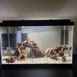 Fish Tank 