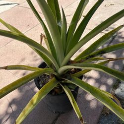 Pineapple Plant
