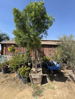 Fern Pine 24 Gal