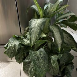 $9 Each Baby Dieffenbachia Plant 
