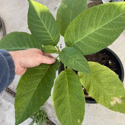 Yellow Angel trumpet plant