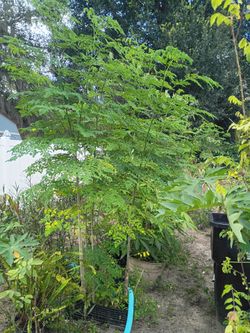 Moringa plant 8' tall healthy plant