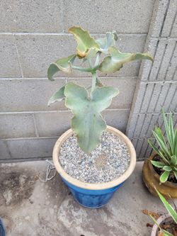 ELEPHANT EARS VELVET GORGEOUS KALANCHOE BEHARENSIS EXOTIC FUZZY, GREEN &  Cooper Tone ( ) FELT BUSH Unique CURVES (Have 13"-23" Plants) for Sale in  Downey, CA - OfferUp