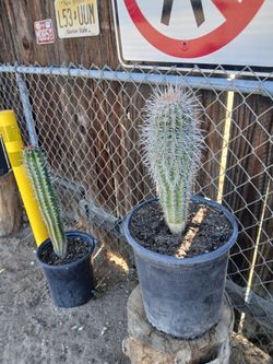 Saguaro cactus