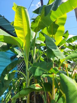 Banana 🍌 Plants