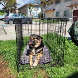 Foldable Metal Wire Dog Crate 

