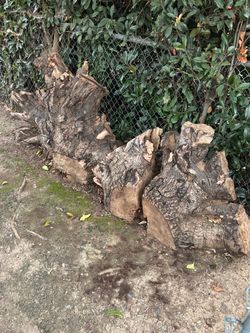 Free LARGE firewood tree trunk