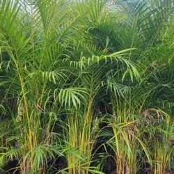 Spectacular Arecas Palms For Inmediate Privacy!!! 6 Feet Tall!!! Fertilized 