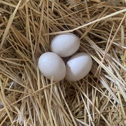Fresh Free Range Duck Eggs