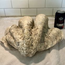 Giant Tridacna Clam Shells 