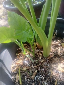 Orejas de elefante con plantita de savila.
