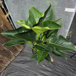 Philodendron Green in 3 gallons pot live plants