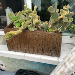 Very Mature Cactus With Large High Quality Pot 
