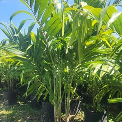 Beautiful Christmas Palms About 6 Feet Tall!!! Fertilized!!! Excellent Price And Quality 