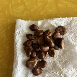 Loquat Seeds 20 Count 