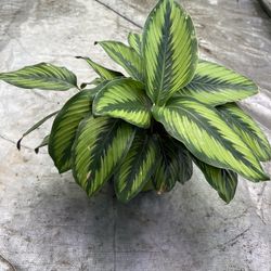 calathea beauty star 6” pot