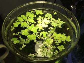 Floating Plants Pond or Aquarium
