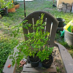 Moringa plants