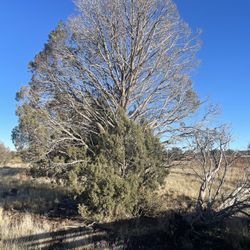 Arborist Trees 