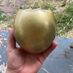 Golden Egg 🥚 
