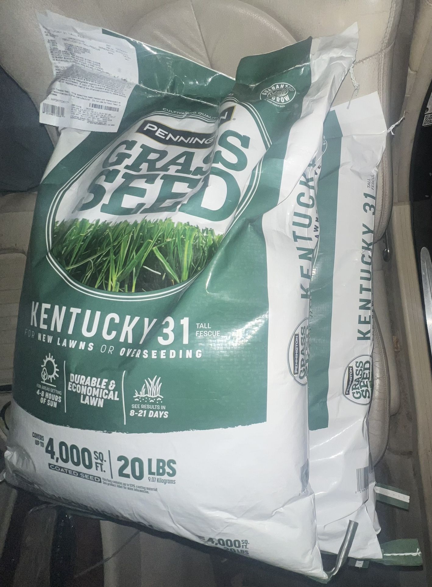 KENTUCKY 31 GRASS SEED