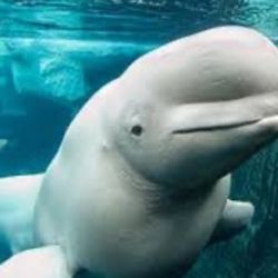 Seaworld Tickets/Boletos 