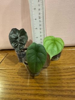 Alocasia plants