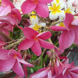 Colorful Fragrant Plumeria Cuttings With Flowers Intact