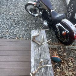 98 Sporty 95th Anniversary Evo