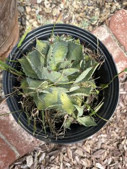 Agave