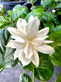 Arabian Jasmine (Jasminum sambac) Arabian Knights Tea hoa lài kép rất thơm