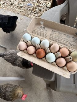Fresh Farm Eggs
