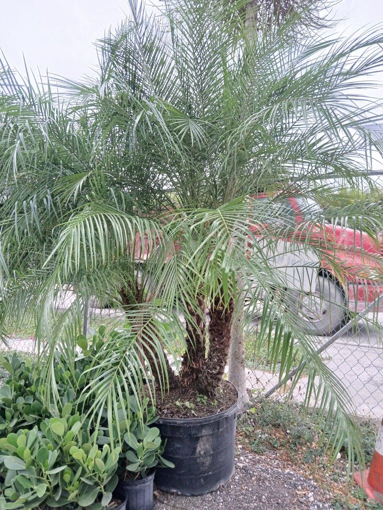 Robellini Palm 25gl Triple Trunk $150🌴