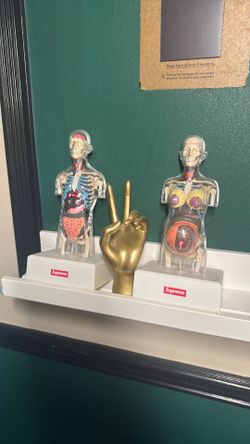 Supreme Anatomical model set